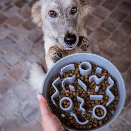 Comedouros Interativos para Cães e Gatos